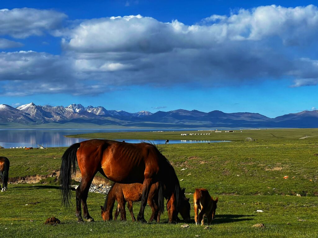 Randonnée à cheval dans les paysages de Song-Kul