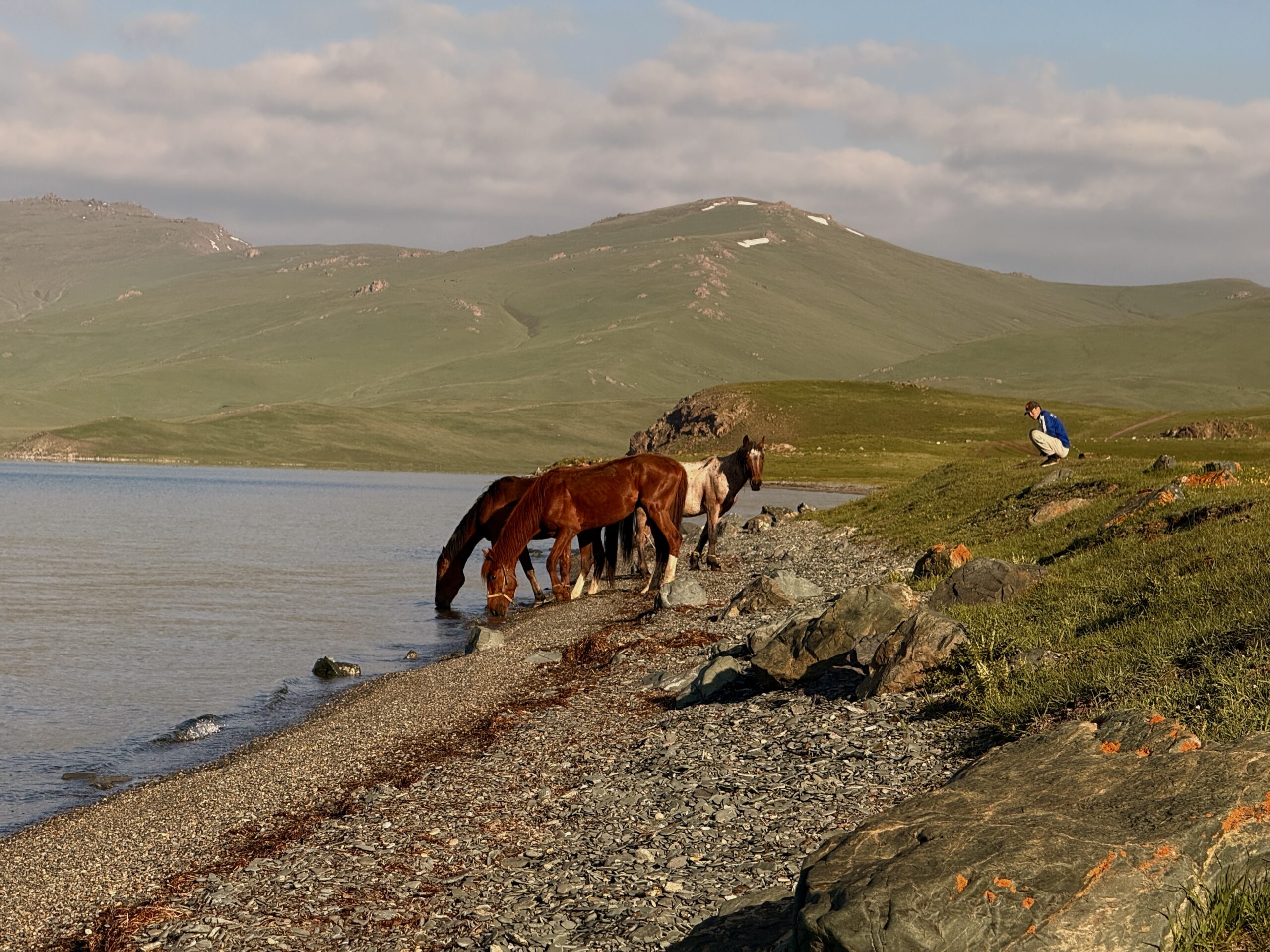 Chevaux à Song-Kul